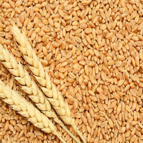 WHEAT